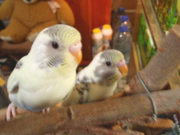 Продам 2-х молодых попугаев в Астрахани фото 7