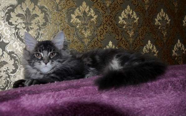 Свободны шикарные котята мэйн-куны редких окрасов в Москве