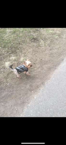 Вязка мини Йорк в Санкт-Петербурге фото 27