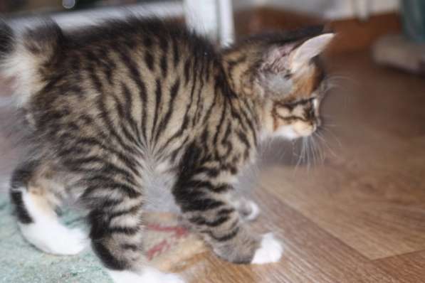 Курильский бобтейл - котята золотого окраса в Краснодаре фото 19