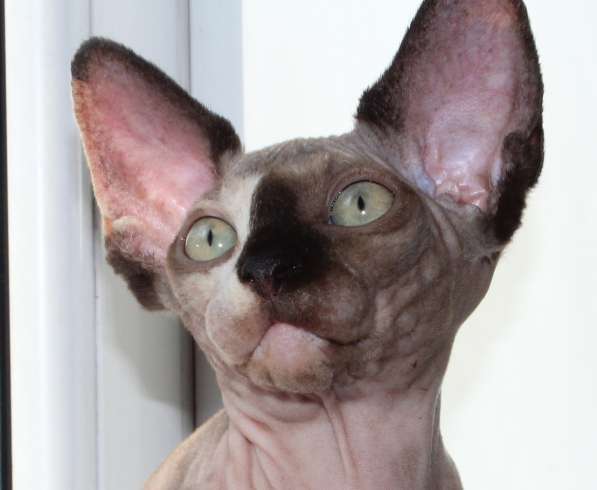 Котята Канадского сфинкса и Эльфов в Санкт-Петербурге