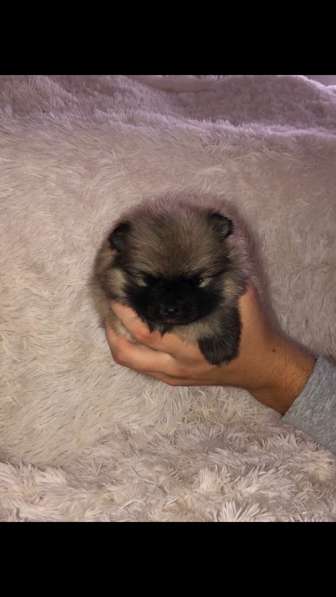 Шпиц в Москве фото 10