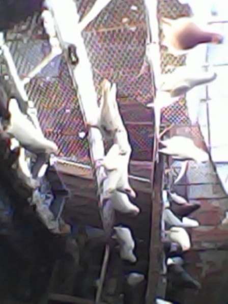 Продам голубей разных пород в Краснодаре фото 6