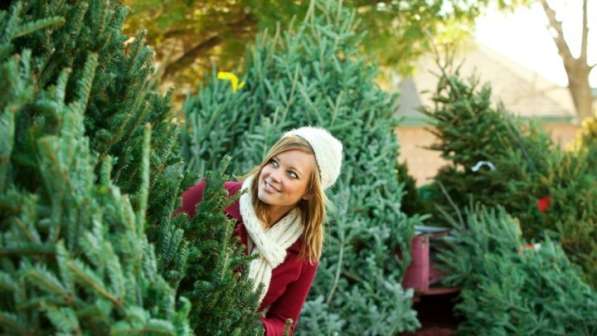 Елки новогодние живые оптом в Москве фото 3