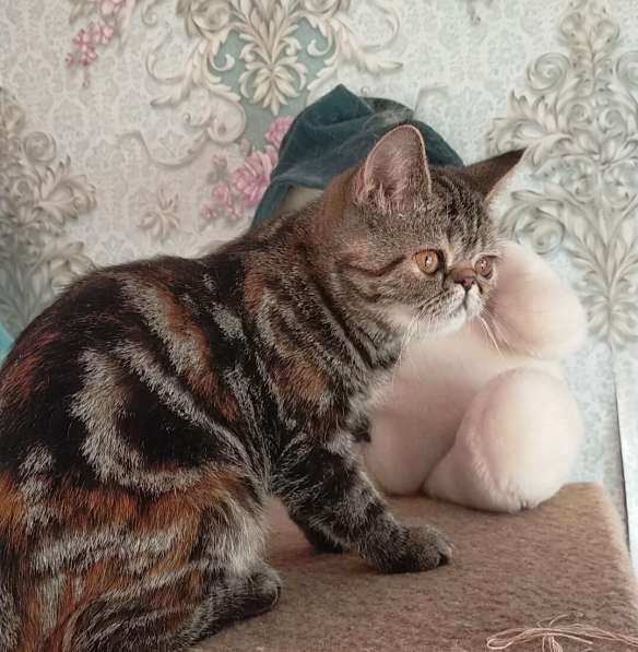 Котенок экзот девочка в Челябинске фото 14