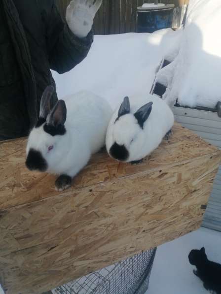 Продам кроликов калифорния 350 руб/месяц жизни в Москве фото 11
