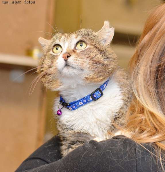 Манул хомячковый в Москве фото 4