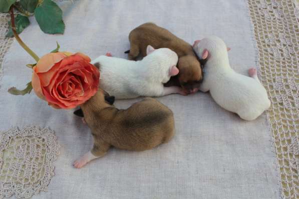 Чишки-малышки в Набережных Челнах фото 5