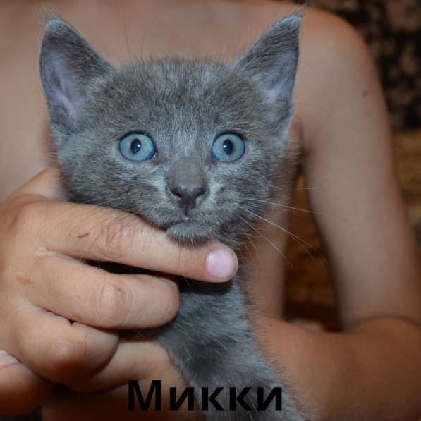 Котята в Магнитогорске фото 4