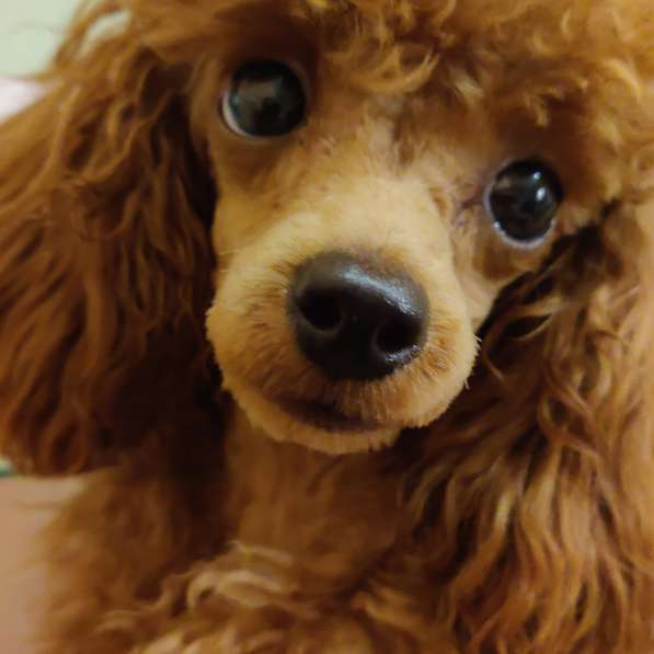 Щенки декоративных пород собак в Москве фото 19