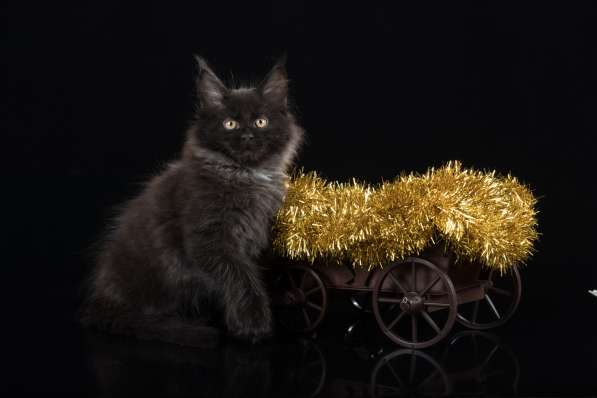 Котята Мейн-кун из питомника Роял Шатон в Москве фото 10