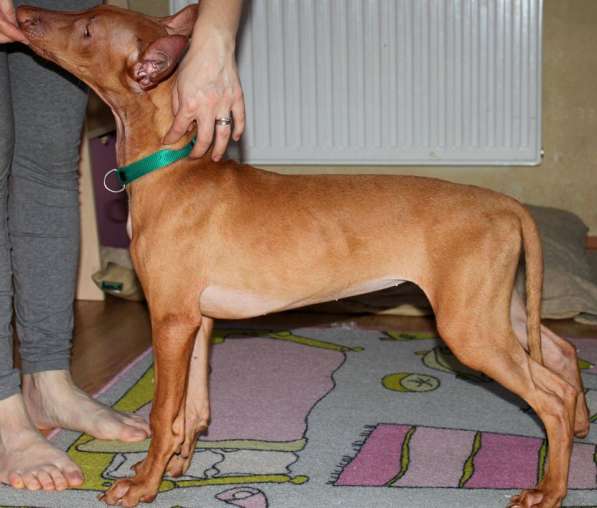 Щенки Фараоновой собаки в Санкт-Петербурге фото 17