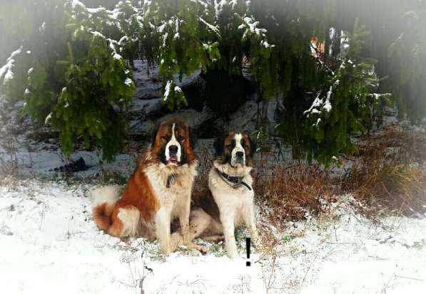Щенки Московской сторожевой