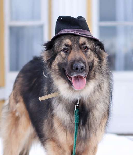 Идеальный семейный пес Леон в добрые руки в Москве фото 4