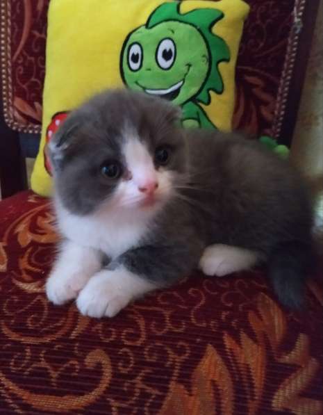 Продаются котята в фото 6