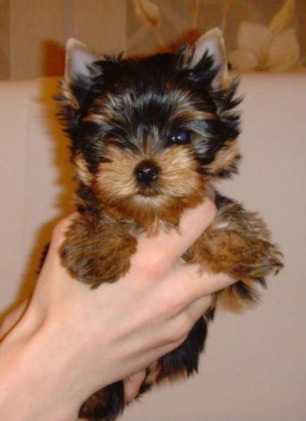 Той терьер мини в Новокузнецке фото 4