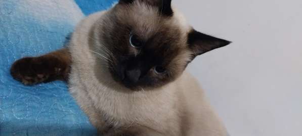 Продаю котика Чистокровный голубо глазый сиамский мальчик