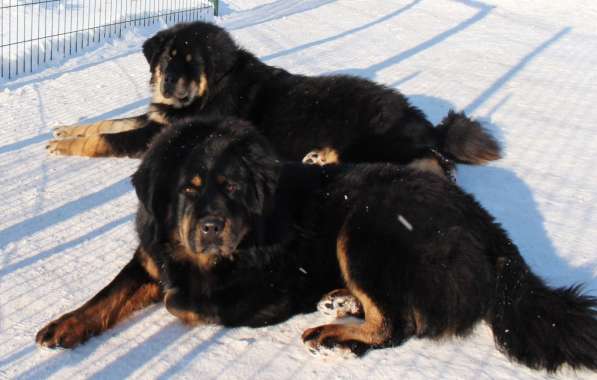 Тибетский мастиф - лучший страж на территории в Москве фото 145