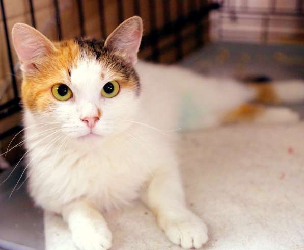 Нежная Джинни ищет дом в Москве