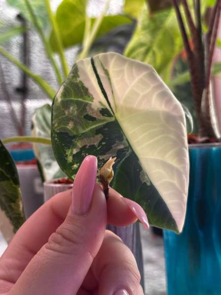 Алоказия Махарани вариегатная в Москве фото 4