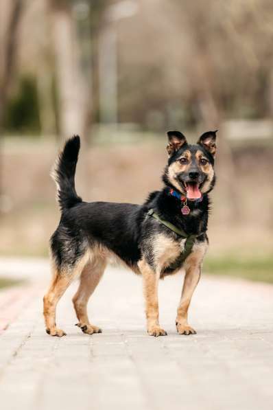 Малыш черный Перец в дар в Москве фото 5