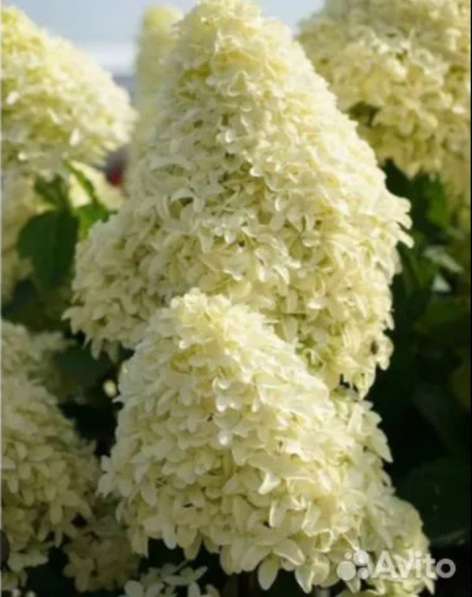 Гортензии метельчатые в Самаре фото 5