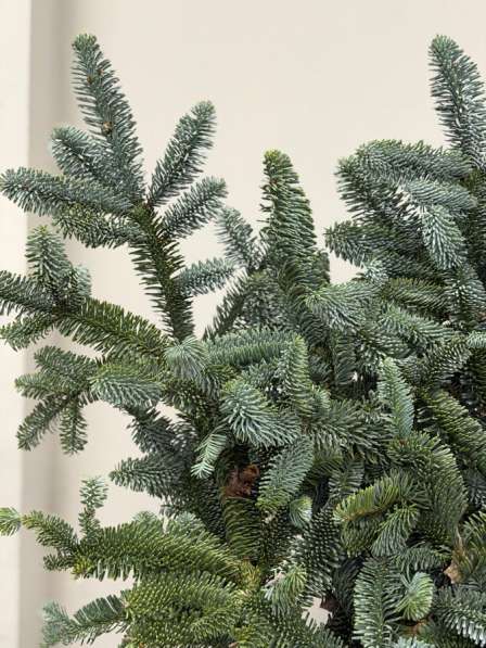 Нобилис банч в Санкт-Петербурге фото 3