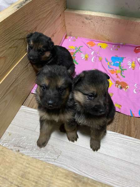 Щенки немецкой овчарки в Новосибирске фото 5