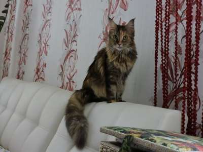 Котята мейн-кун в Челябинске фото 4