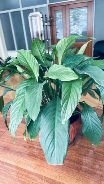 Цветы комнатные