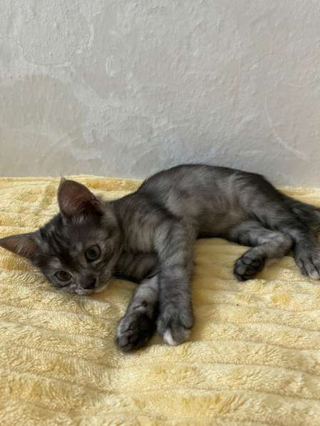 Котенок в Воронеже фото 3