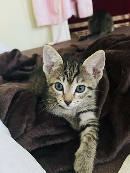 Котята в добрые руки! в Нижневартовске фото 3