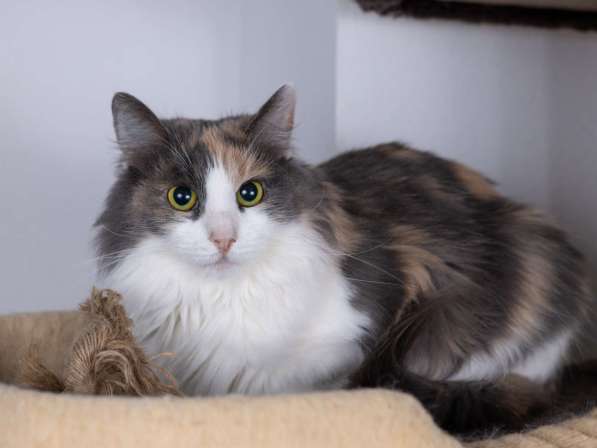 Пушистая трехцветная кошка-красавица Филадельфия в дар