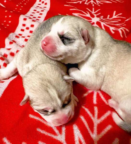 Открыта бронь на щенков хаски в Москве фото 23