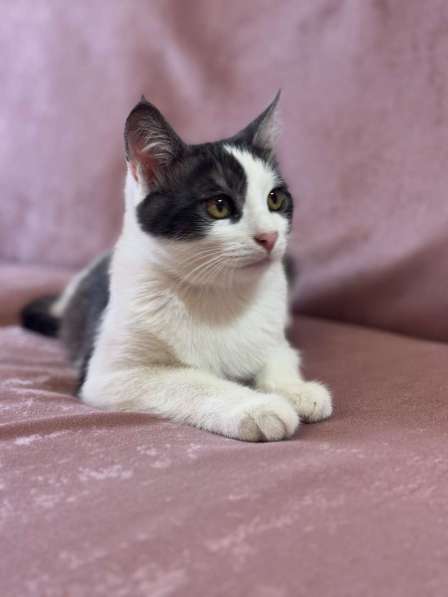 Замечательный котенок Лунтик ищет дом! в Москве фото 6