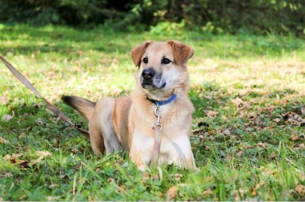 Чудесная Барабулька ищет дом и любящую семью! в Москве фото 3