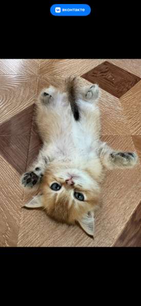 Продам Золотая Шиншилла в Новосибирске фото 3