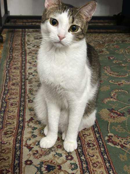 Отдам кота в хорошие руки