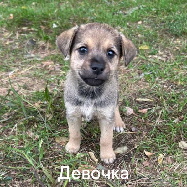 Щенки в добрые руки в Минеральных Водах фото 3