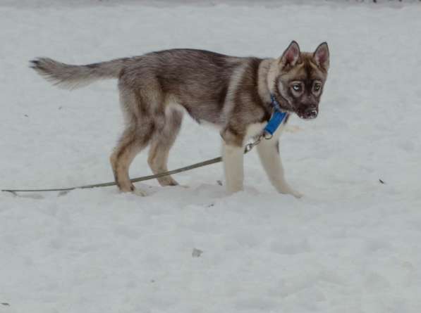 Хаски агути в Екатеринбурге фото 5