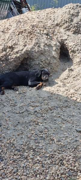 Предположительно "Русская гончая" в Краснодаре фото 6