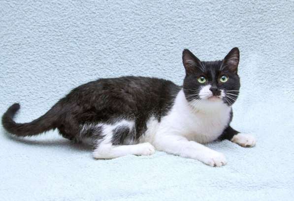 Обаятельный котик Мейсон в дар в Москве фото 3