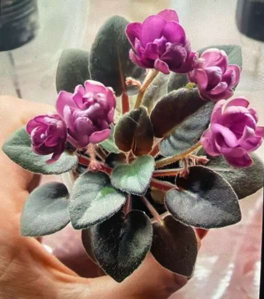 Сортовые фиалки в Майкопе фото 6