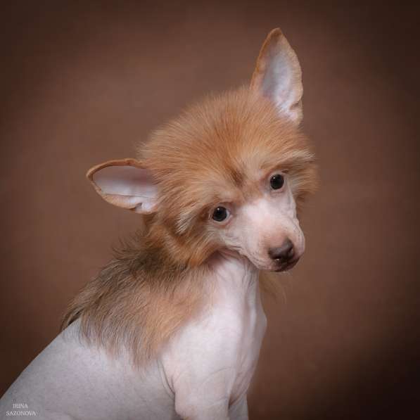 Голый мальчик Китайской хохлатой собаки в Москве фото 7