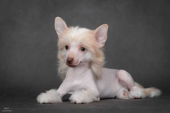 Китайская хохлатая в Москве фото 17