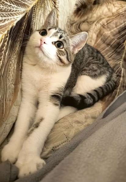 Молодая кошечка Нюша ищет семью в Москве фото 4