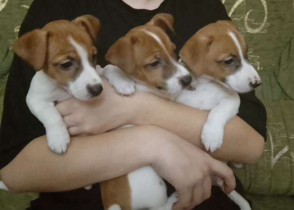 Продам щенков Джек Рассел терьер в фото 7