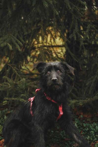 Бородатик Соня ищет дом в Москве фото 7