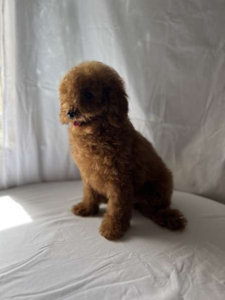 Poodle red