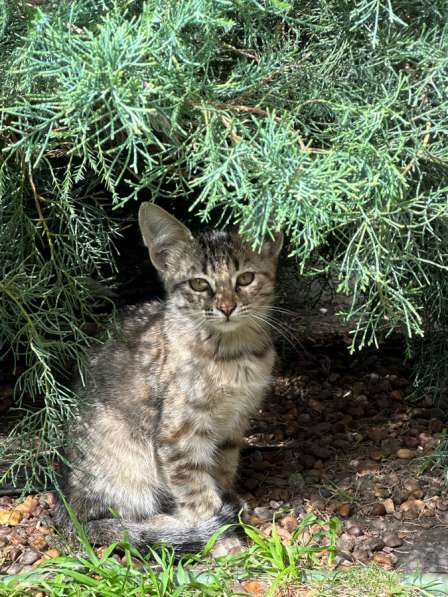 Отдам серенького котенка в добрый руки
